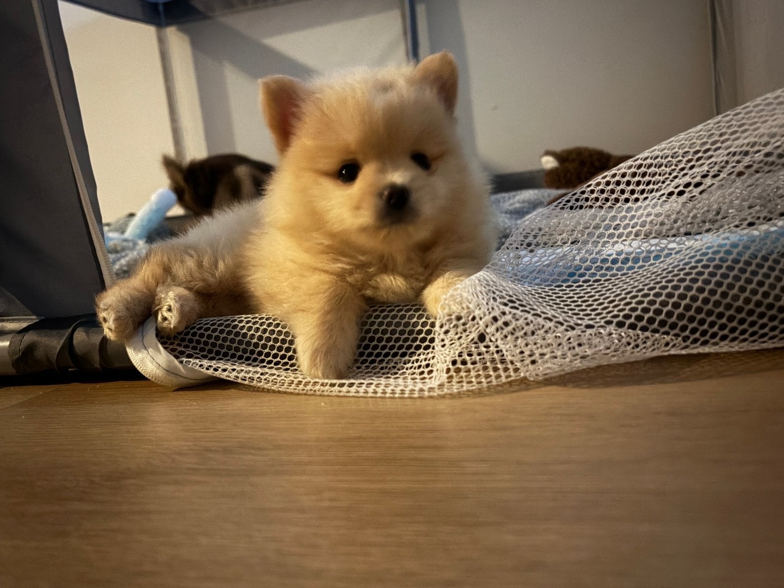 POMCHI 🐶 🦊 Pomeriaan x chihuahua  pup 🦊🐶 mini formaatje, Parvo, 8 tot 15 weken, Eén hond, Nederland