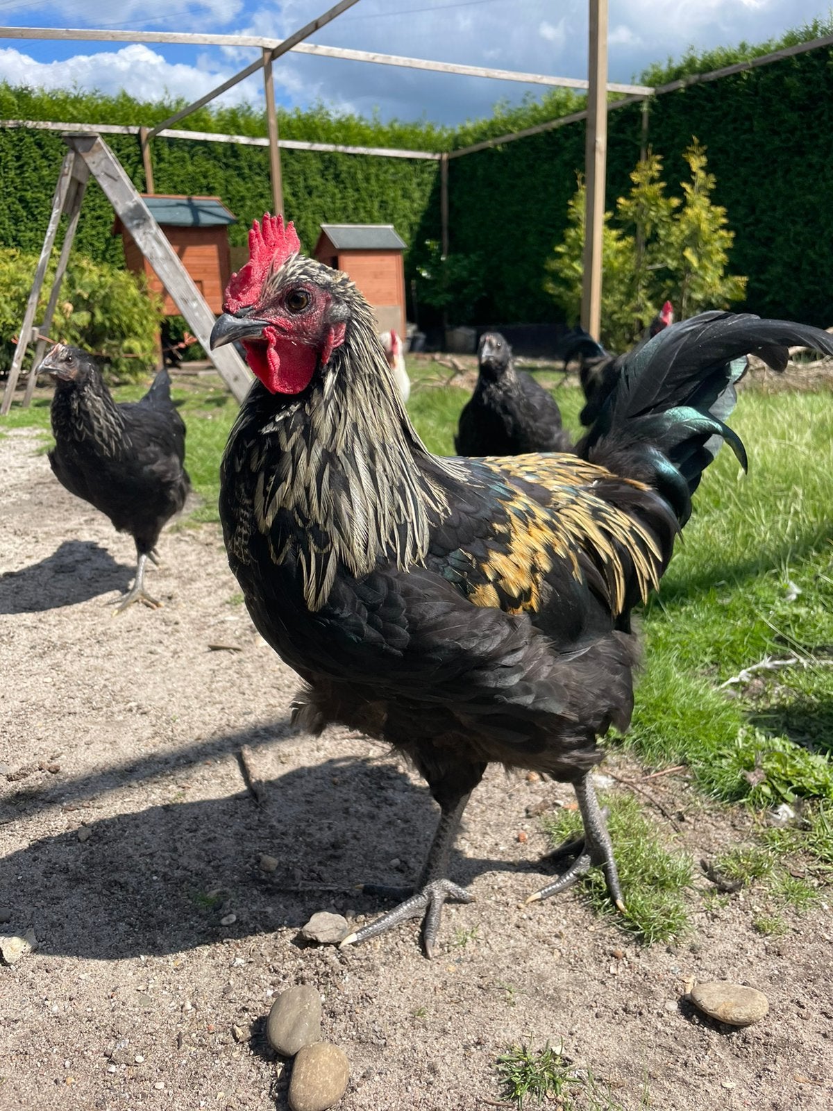 Gratis kleurenlegger hanen, Mannelijk, Kip