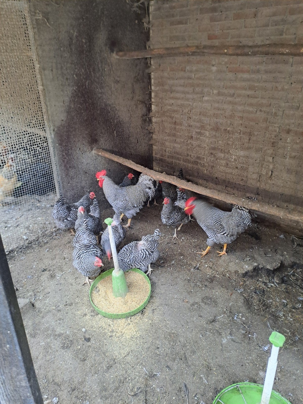 Amrock,  Barnevelder,  Australorp groot kippen te koop, Vrouwelijk, Kip