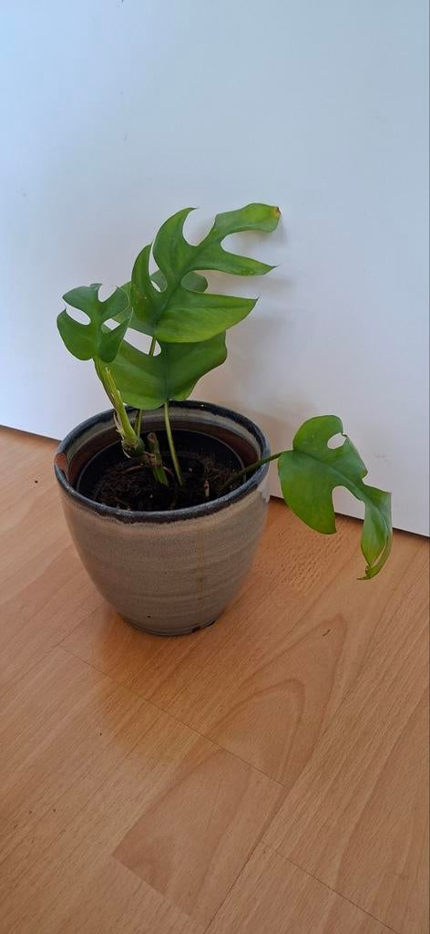 Rhaphidophora tetrasperma low Variegata, Huis en Inrichting, Kamerplanten, Ophalen, Halfschaduw, Minder dan 100 cm