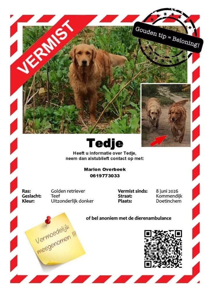 Noodkreet vanuit de fokker: Vermist Golden Tedje, Hond
