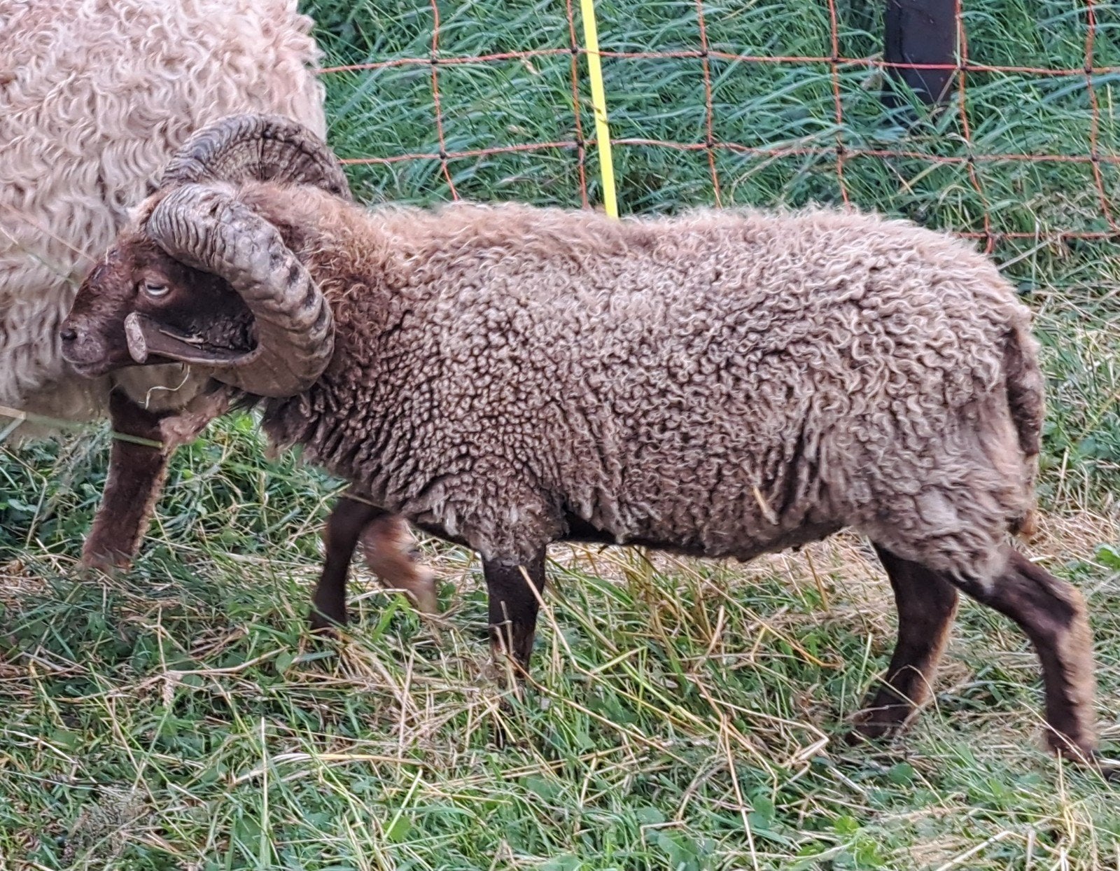 bruine ouessant Ram te huur, Mannelijk, Schaap, 3 tot 5 jaar