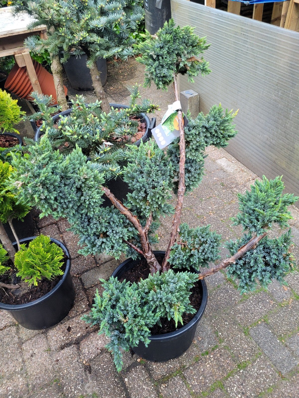 Juniperus squamata 'Meyeri' Ponpon - Bonsai 60-80 cm, Volle zon, Vaste plant, Bloeit niet, Ophalen