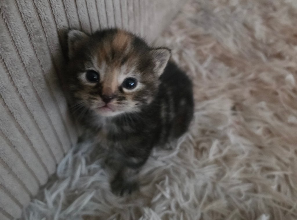Bombey x kittens, Poes, 0 tot 2 jaar