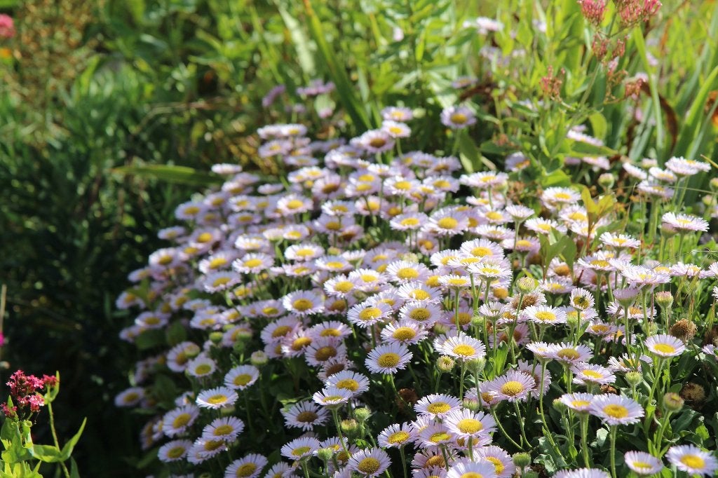 Fijnstraal – Erigeron karvinskianus, Overige soorten, Volle zon, Vaste plant, Ophalen of Verzenden