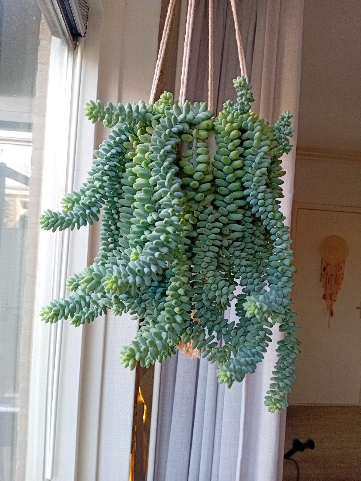 Mooie Sedum Burrito stekken te koop, Vetplant, Ophalen of Verzenden, Minder dan 100 cm, Volle zon