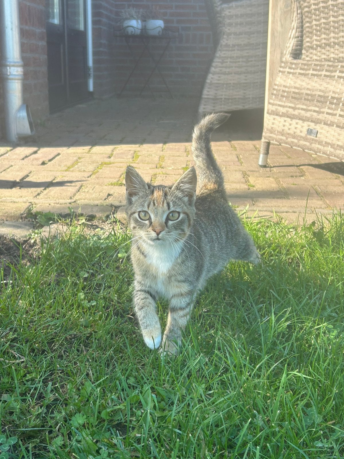 Boerderij katten, Meerdere dieren