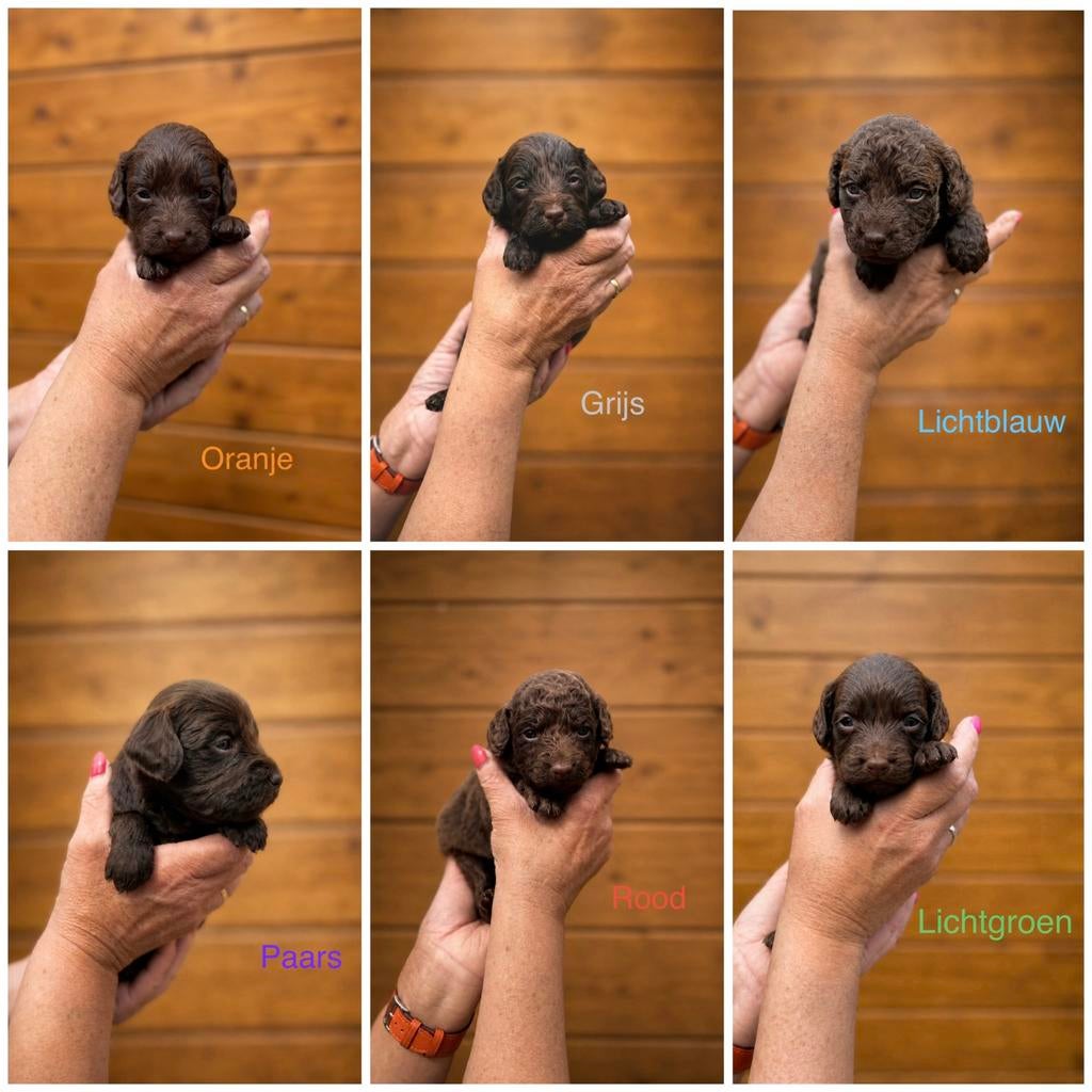 Nestaankondiging Labradoodle pups, Parvo, Overige rassen, 8 tot 15 weken, Teef