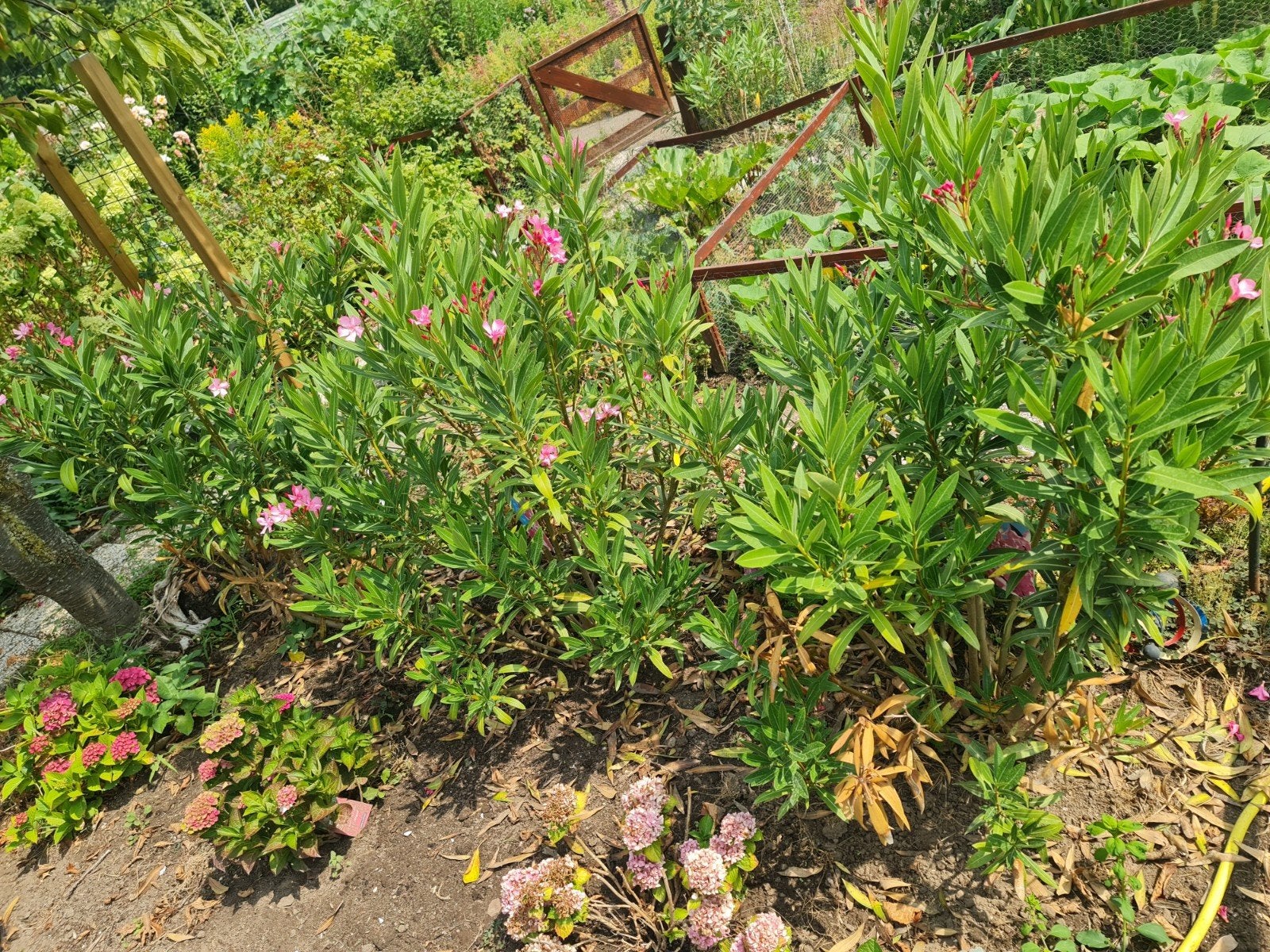 Nerium Oleander - Emilie (Roze Oleander) 3 x, Tuin en Terras, Volle zon, Vaste plant, Zomer, Ophalen