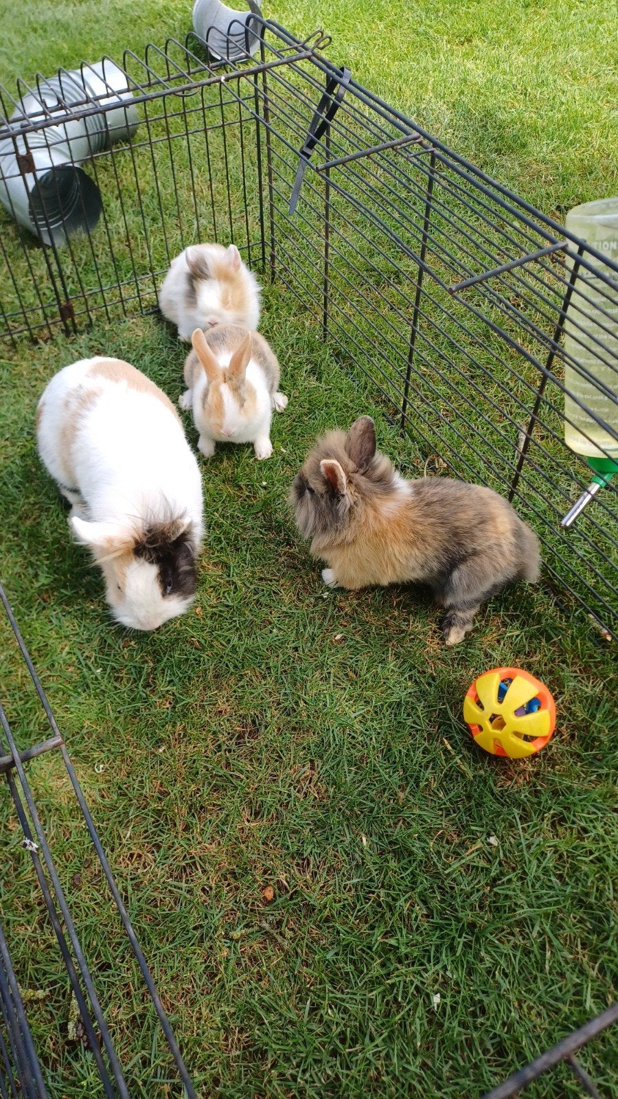 Mooie, lieve dwergkonijntjes, Dieren en Toebehoren, Konijnen, Meerdere dieren, Dwerg