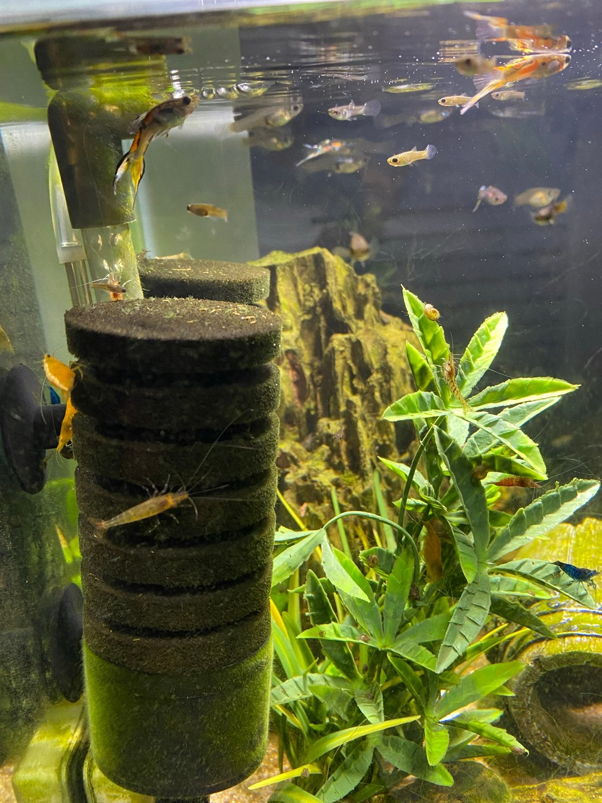 Gevuld Superfish Qubiq 30 Pro Wit met vis en garnalen, Ophalen, Inclusief vissen, Superfish, Gevuld zoetwateraquarium