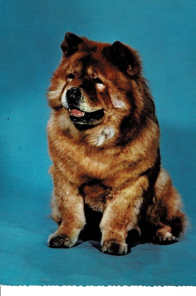 Vintage Ansichtkaart: Chow Chow Hond, Ophalen of Verzenden, 1960 tot 1980, Ongelopen, Hond of Kat