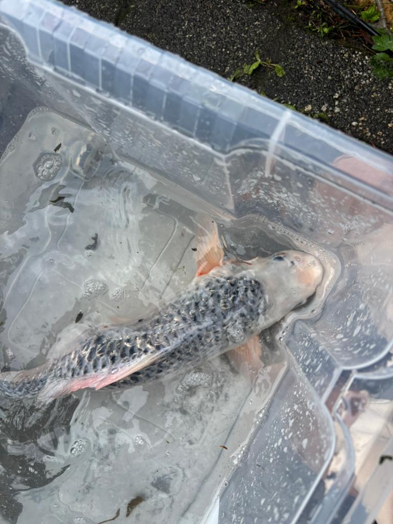 Mooie gezonde koi te koop, Karper of Koi