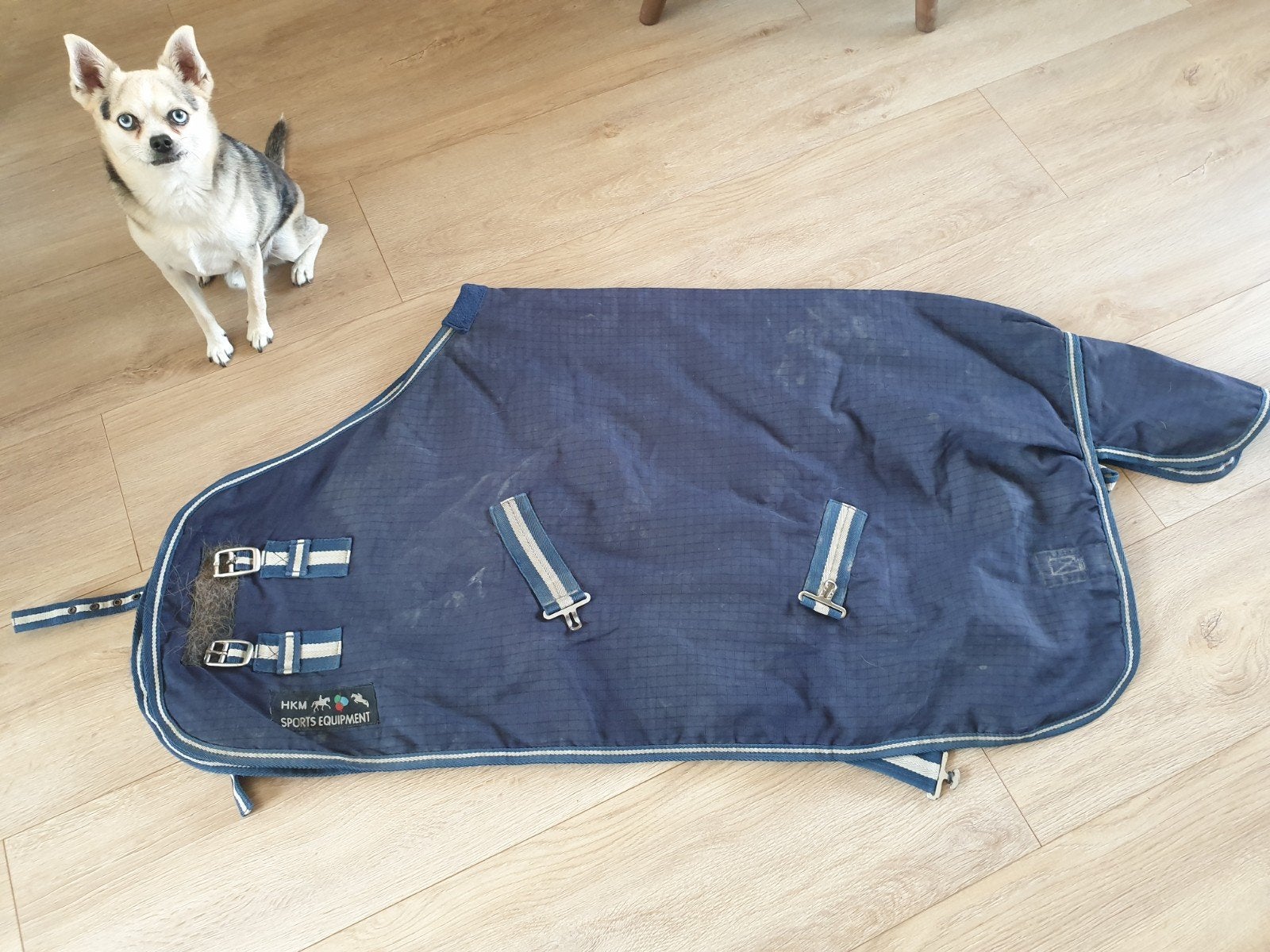 shetlander regendeken, Shetlander/Mini, Ophalen of Verzenden, Blauw, HKM