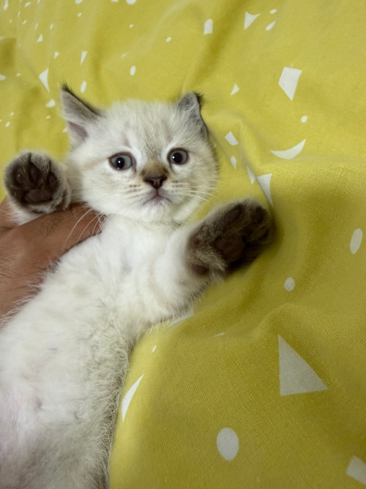 Prachtige British Shorthair mix kittens, Dieren en Toebehoren, Katten en Kittens | Raskatten | Korthaar, Meerdere dieren, Ontwormd