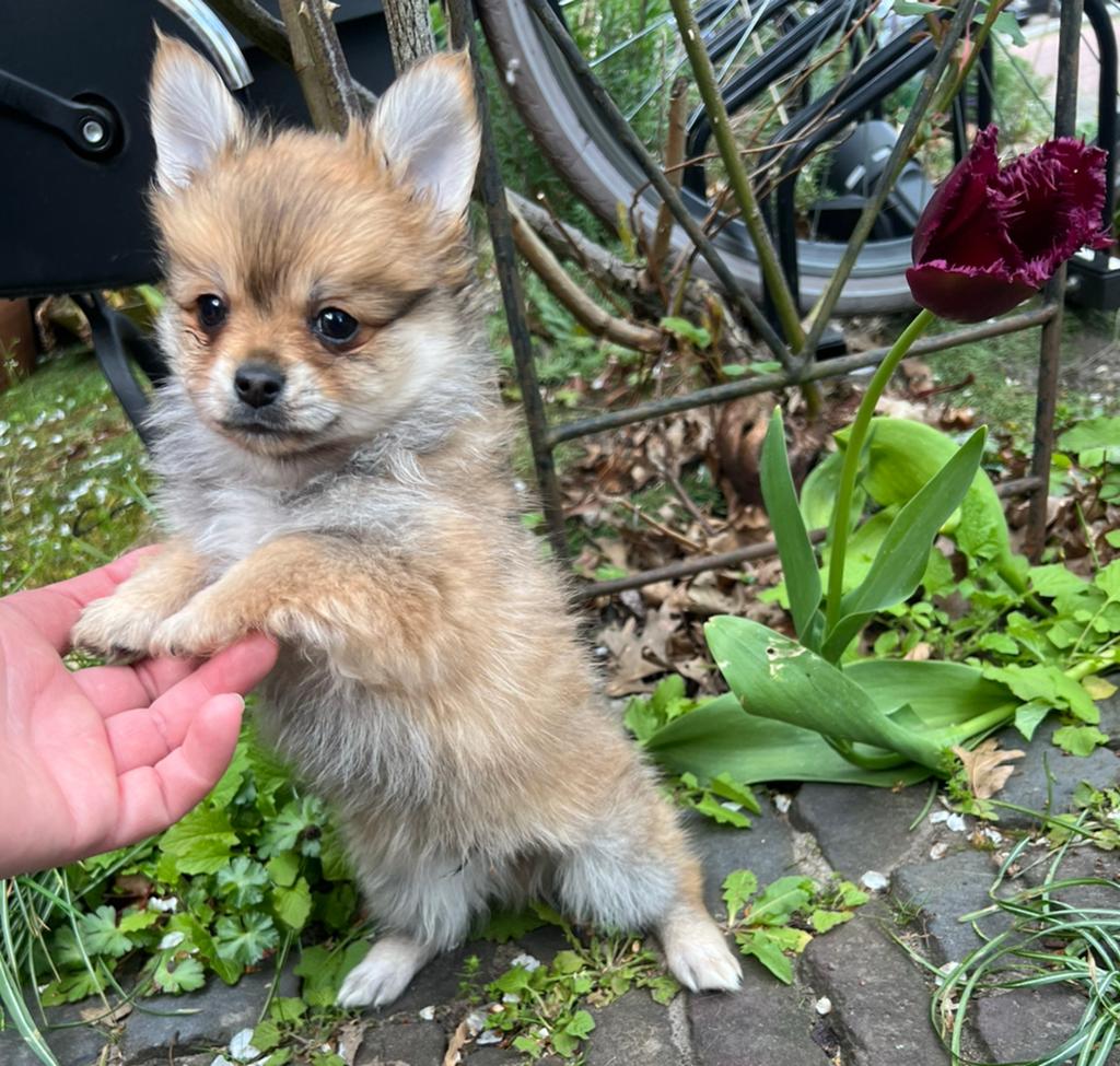 Pomchi pup reutje 💙🐾 pup pomeriaan x chihauhau, Dieren en Toebehoren, Honden | Chihuahua's en Gezelschapshonden, Reu, 8 tot 15 weken