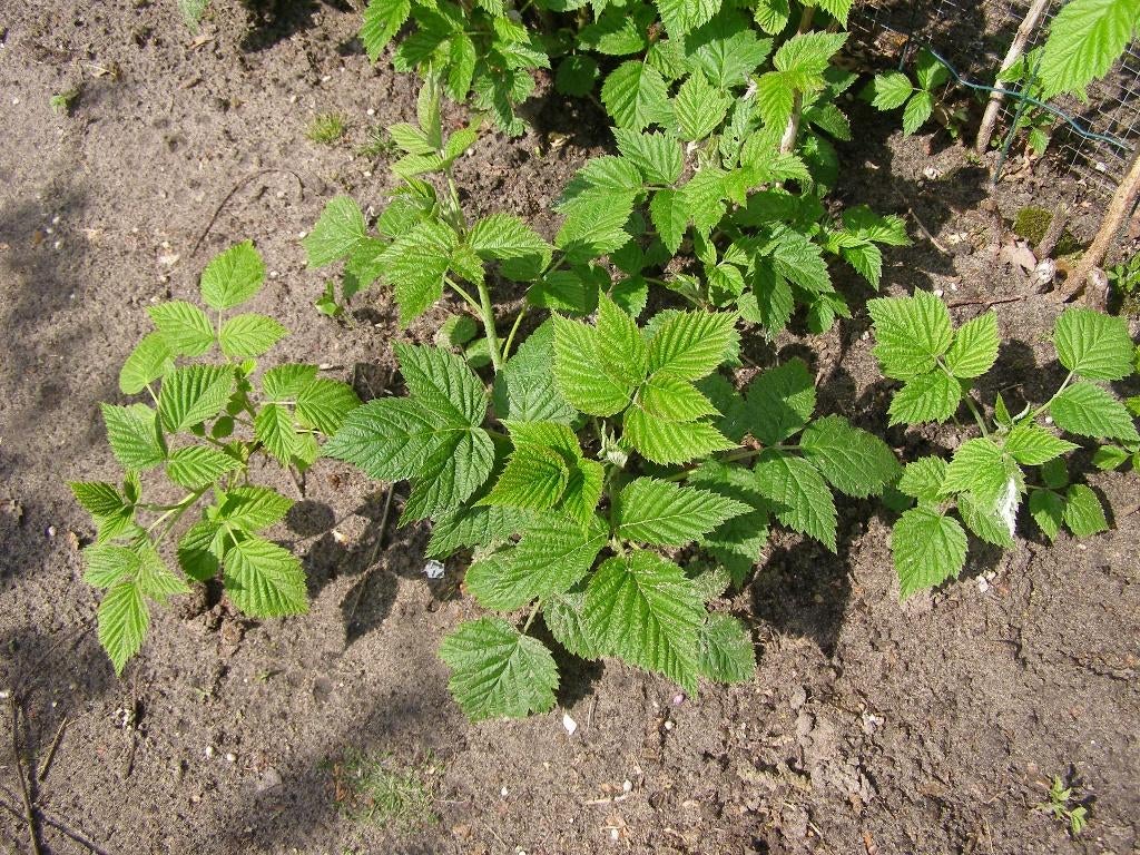 Jonge frambozen plantjes / stekken; in volle grond, Tuin en Terras, Planten | Tuinplanten, Ophalen, Vaste plant, Fruitplanten