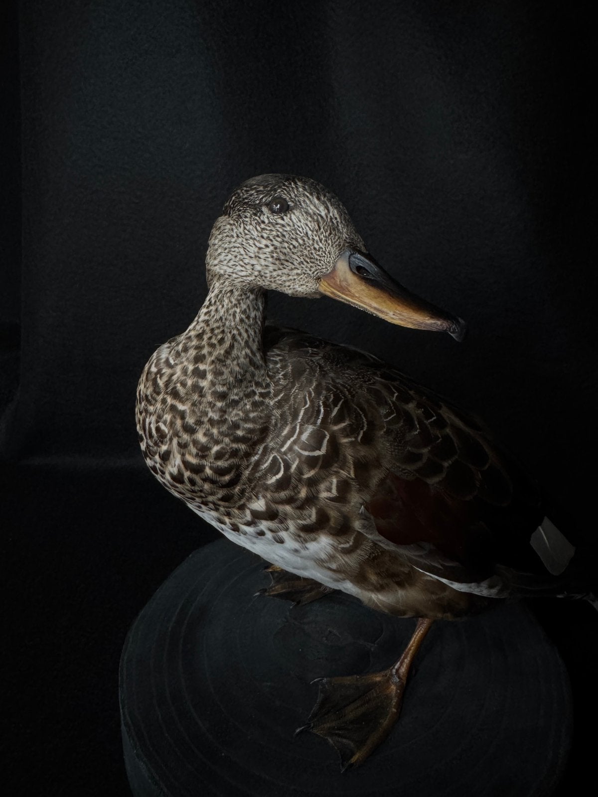 Levensechte opgezette (krak)eend., Ophalen of Verzenden, Zo goed als nieuw, Vogel, Opgezet dier