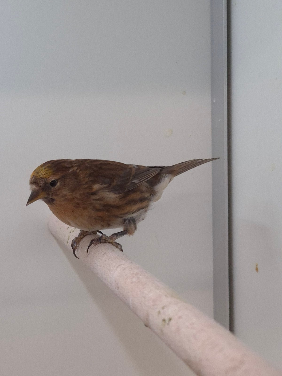 1-1 Kleine barmsijs pastel x df bruin, Dieren en Toebehoren, Meerdere dieren, Wildzangvogel, Geringd