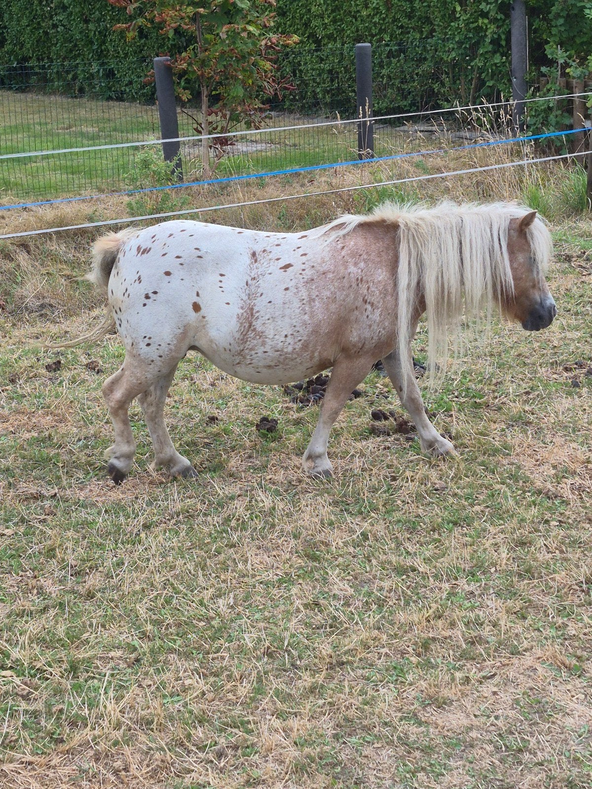 appaloosa merrie, Dieren en Toebehoren, Paarden en Pony's | Dekhengsten en Fokmerries, Merrie