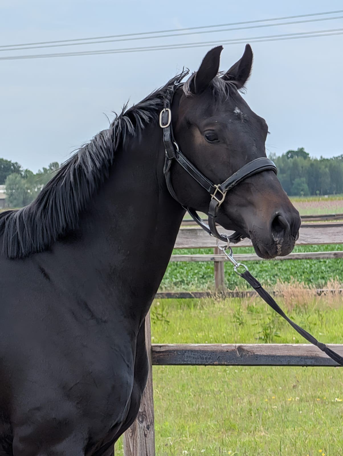 Veelbelovende 3 jarige merrie te koop!! (Nieuwe advertentie), Dieren en Toebehoren, Merrie, Zadelmak, Dressuurpaard, 3 tot 6 jaar