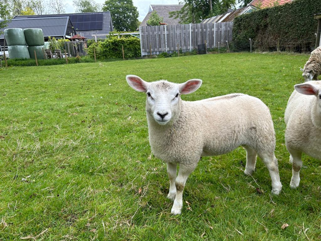 Mooie luxe ram, Dieren en Toebehoren, Mannelijk, Schaap, 0 tot 2 jaar