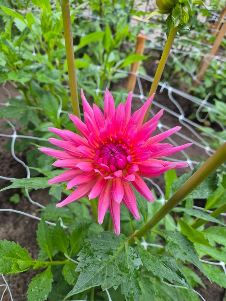 Dahlia knollen, Ophalen of Verzenden, Volle zon, Knol