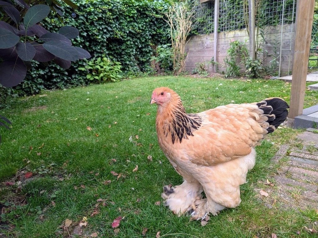 Brahma hen buff zwart ouders tt kwaliteit, Vrouwelijk, Kip