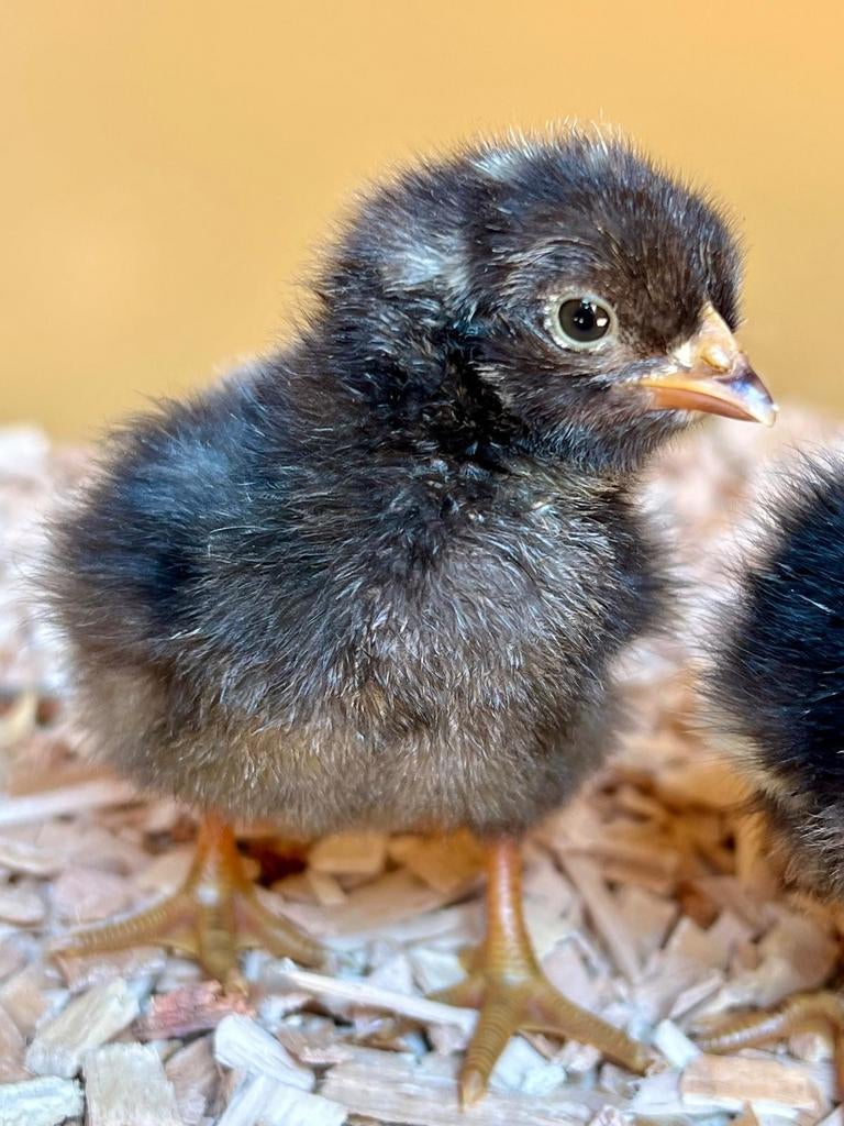 Kuikentjes van de AMROCK  groot, Dieren en Toebehoren, Geslacht onbekend, Kip