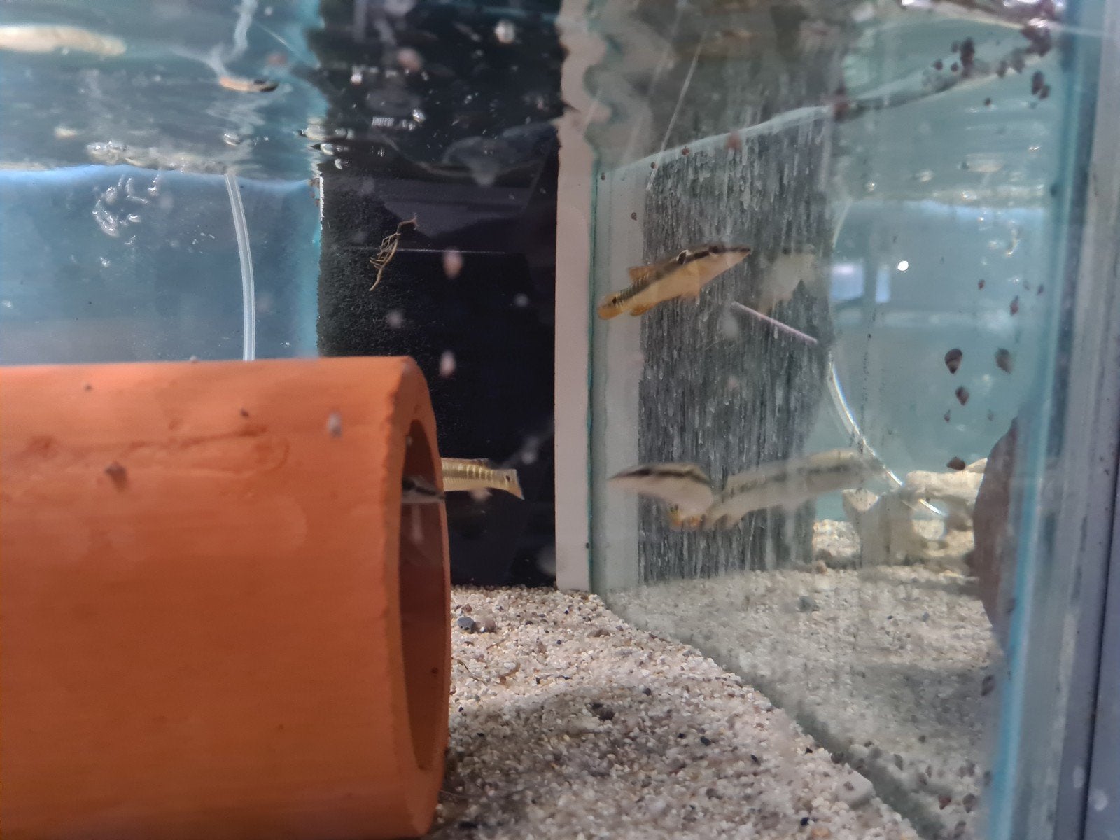 Crenicichla Zebrina, Vis, Zoetwatervis