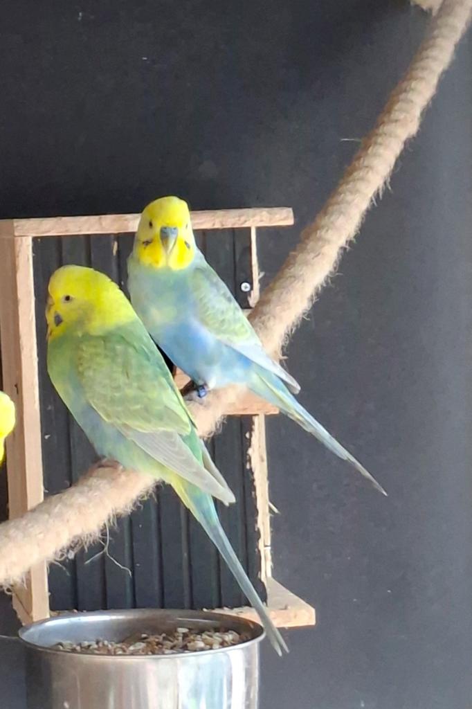 Te koop: 2 grasparkieten, Dieren en Toebehoren, Vogels | Parkieten en Papegaaien, Meerdere dieren, Parkiet, Geringd