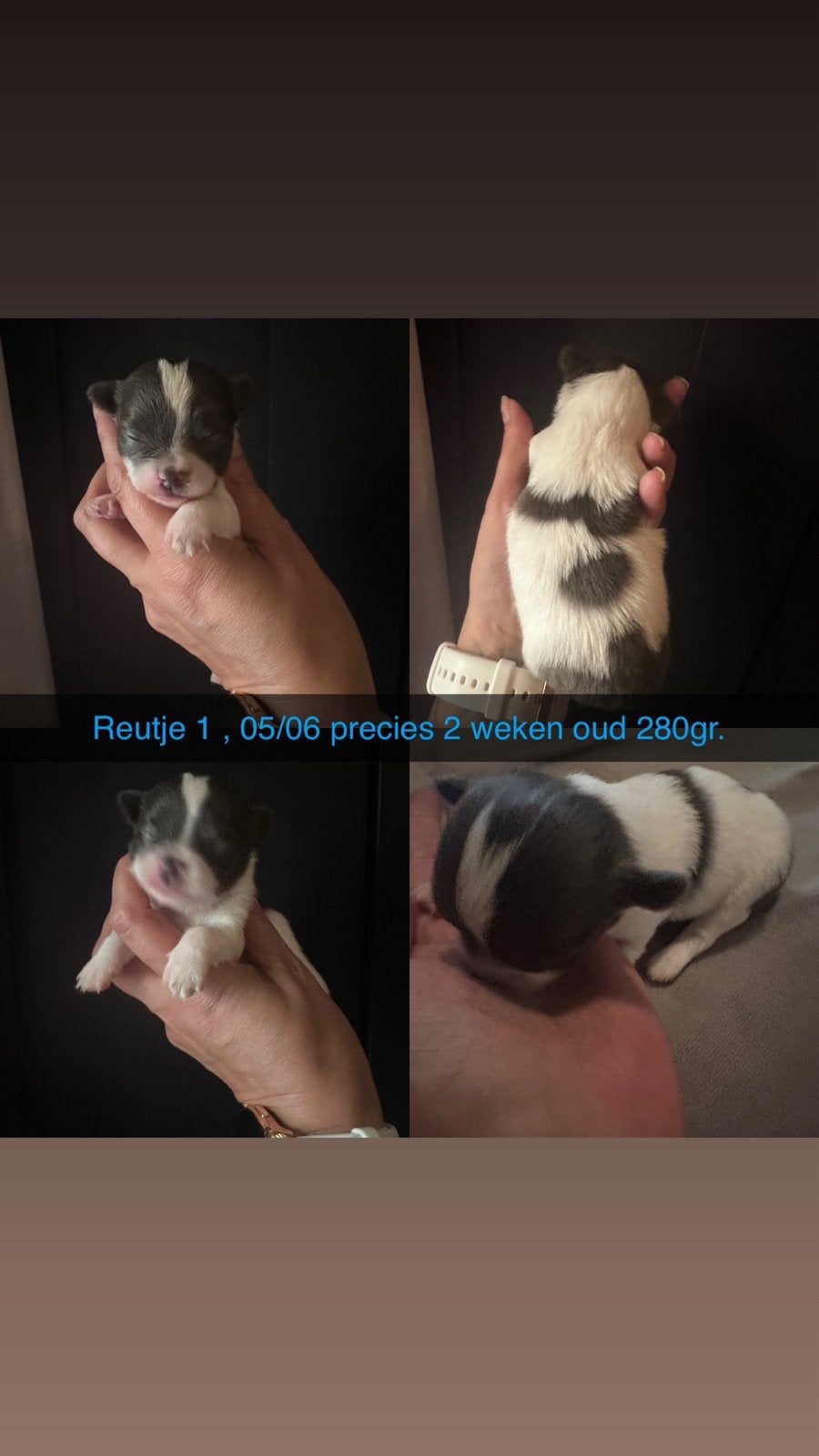 Raszuivere chihuahua pups super mini en mooi gekleurd, Dieren en Toebehoren, Honden | Chihuahua's en Gezelschapshonden, 8 tot 15 weken