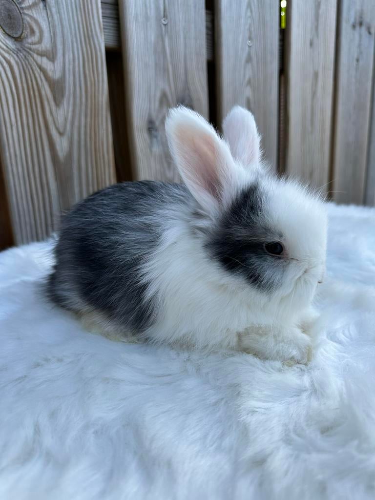 Lieve mooie Engelse Angora konijnen, Dieren en Toebehoren, Konijnen, Meerdere dieren