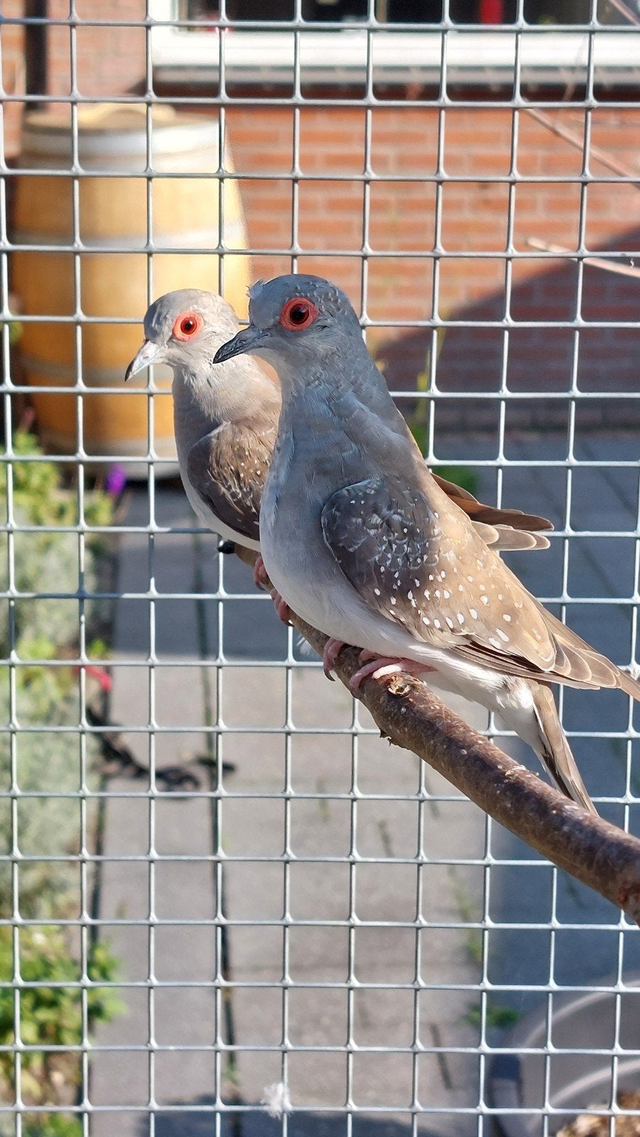 diamantduifjes, Dieren en Toebehoren, Meerdere dieren