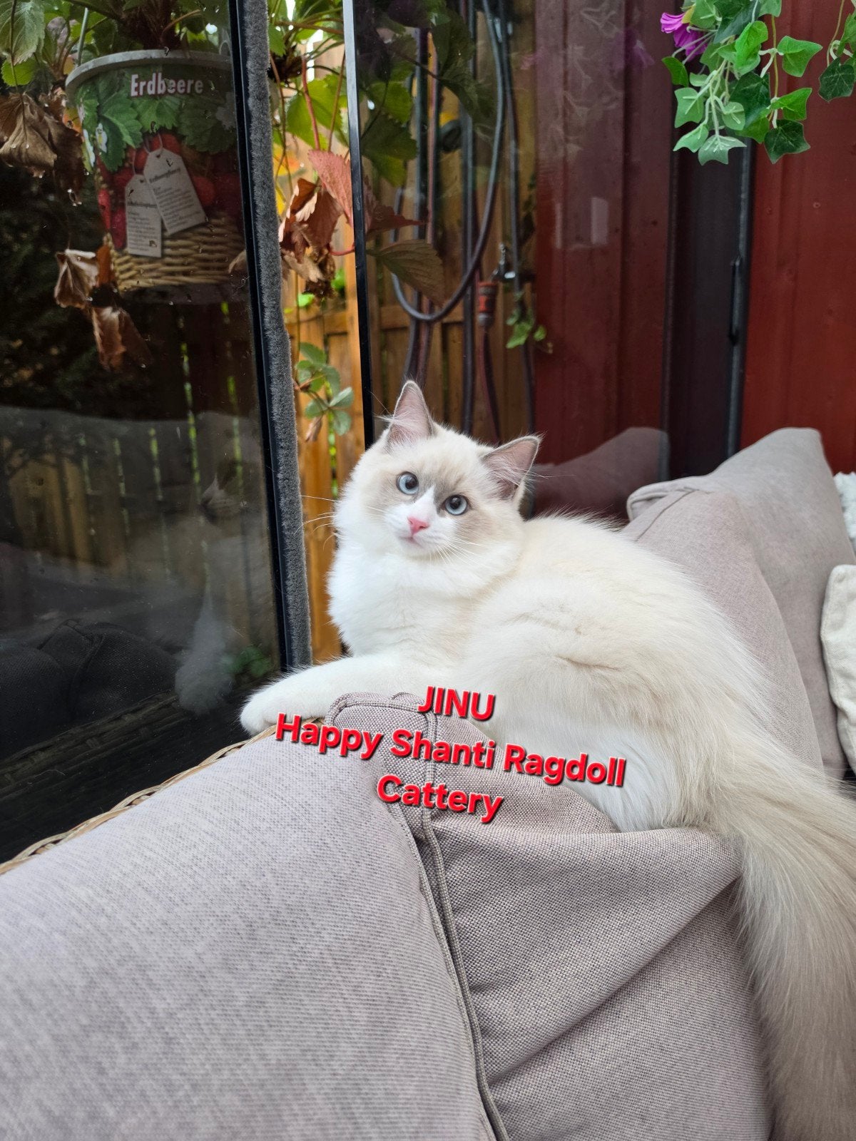 Mooie ragdoll kittens, Poes, Met stamboom, 0 tot 2 jaar