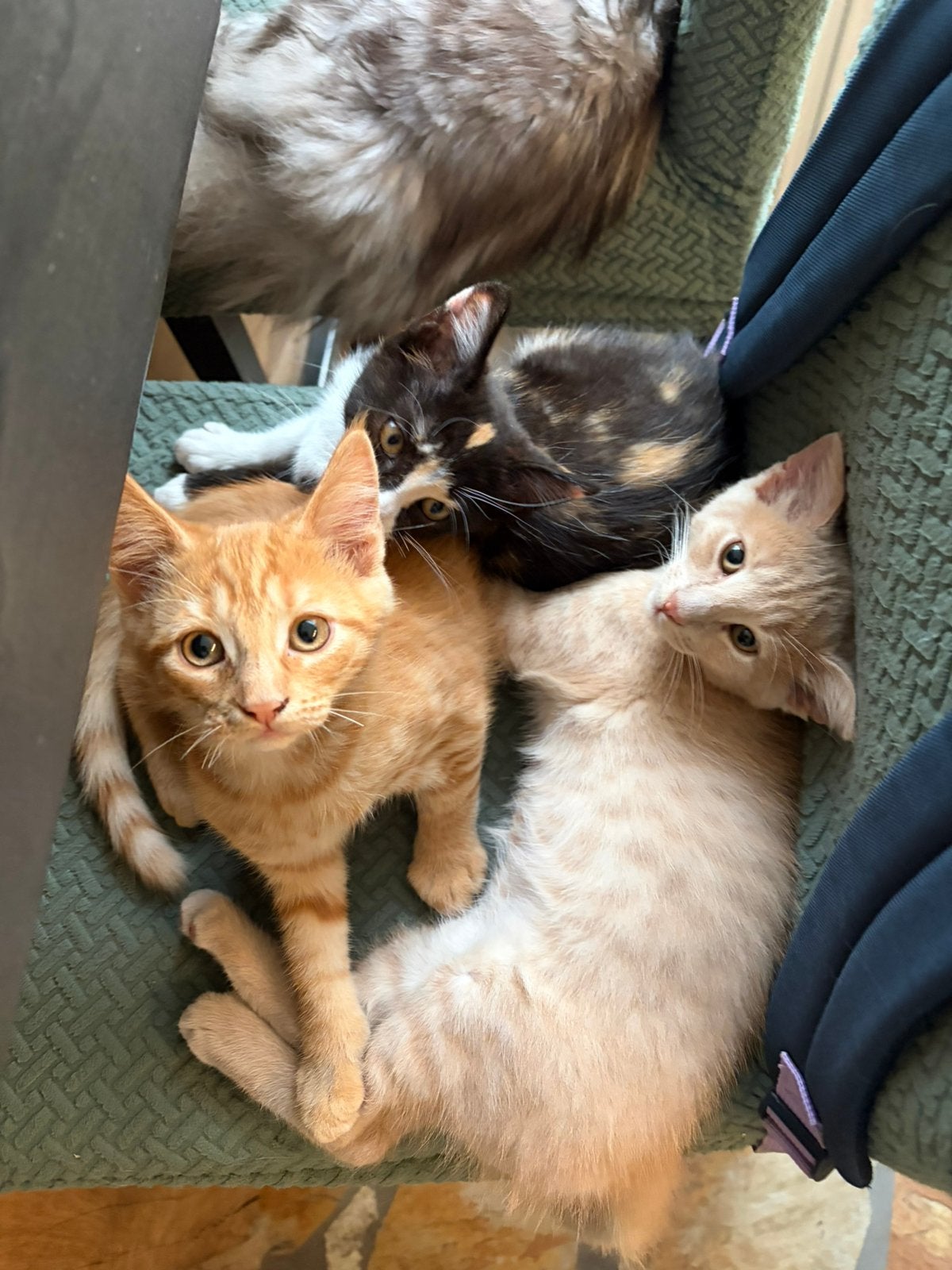 1/2 Maine Coon kittens, Meerdere dieren