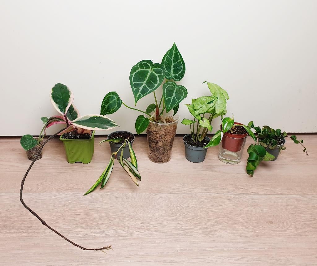 Heel mooi baby plantjes set, hoya, anthurium, syngonium, Huis en Inrichting, Kamerplanten, Overige soorten, In pot, Minder dan 100 cm