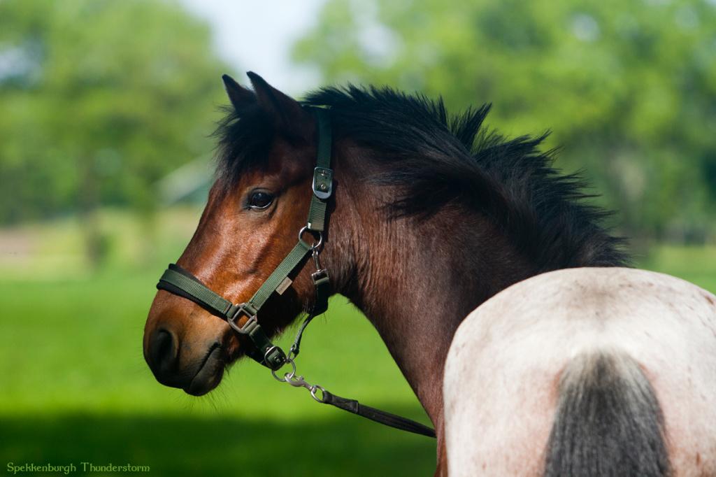 8 Jarige bruin roan Connemara ruin 1.48, Met stamboom, B, Ruin, Springpony