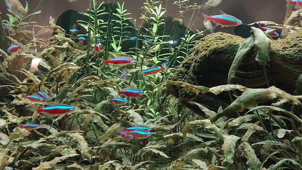 Kardinaal tetra - Paracheirodon axelrodi, Dieren en Toebehoren, Vis