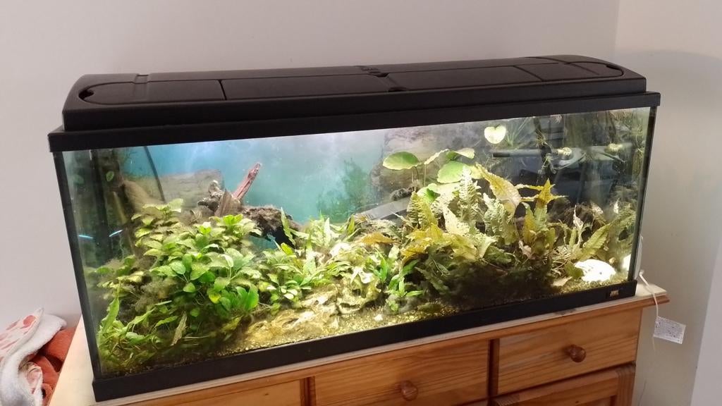 Aquarium 100 x 40 x 40cm 160 liter, Ophalen, Gebruikt, Gevuld zoetwateraquarium