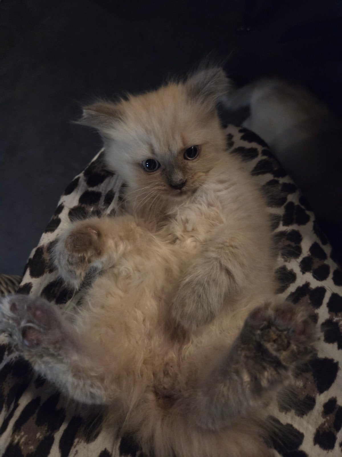 ragdoll katertje, Kater, 0 tot 2 jaar