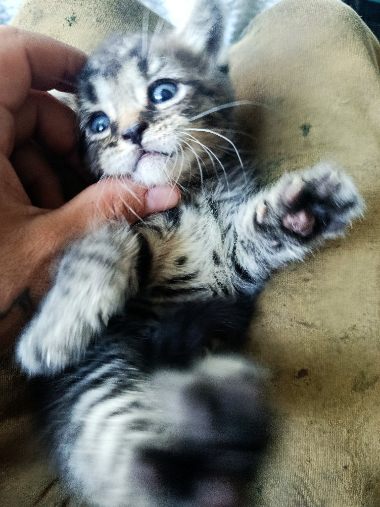 Maine Coon x Britse korthaar kittens, Meerdere dieren, Ontwormd