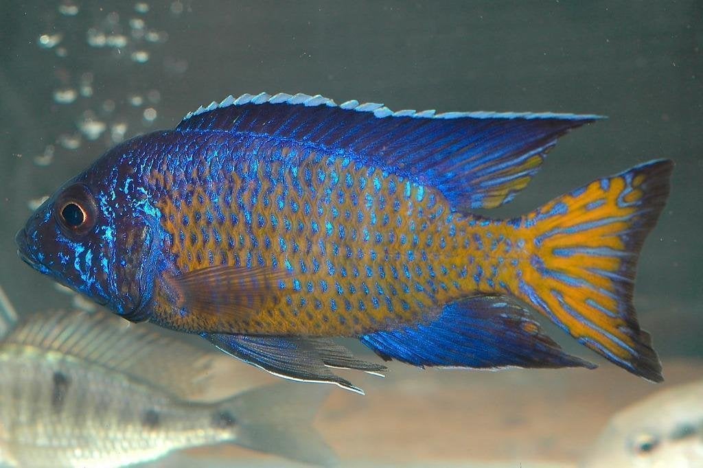 Ontdek ons uitgebreid assortiment Malawi cichlide 50soorten, Dieren en Toebehoren, Vissen | Aquariumvissen, Vis