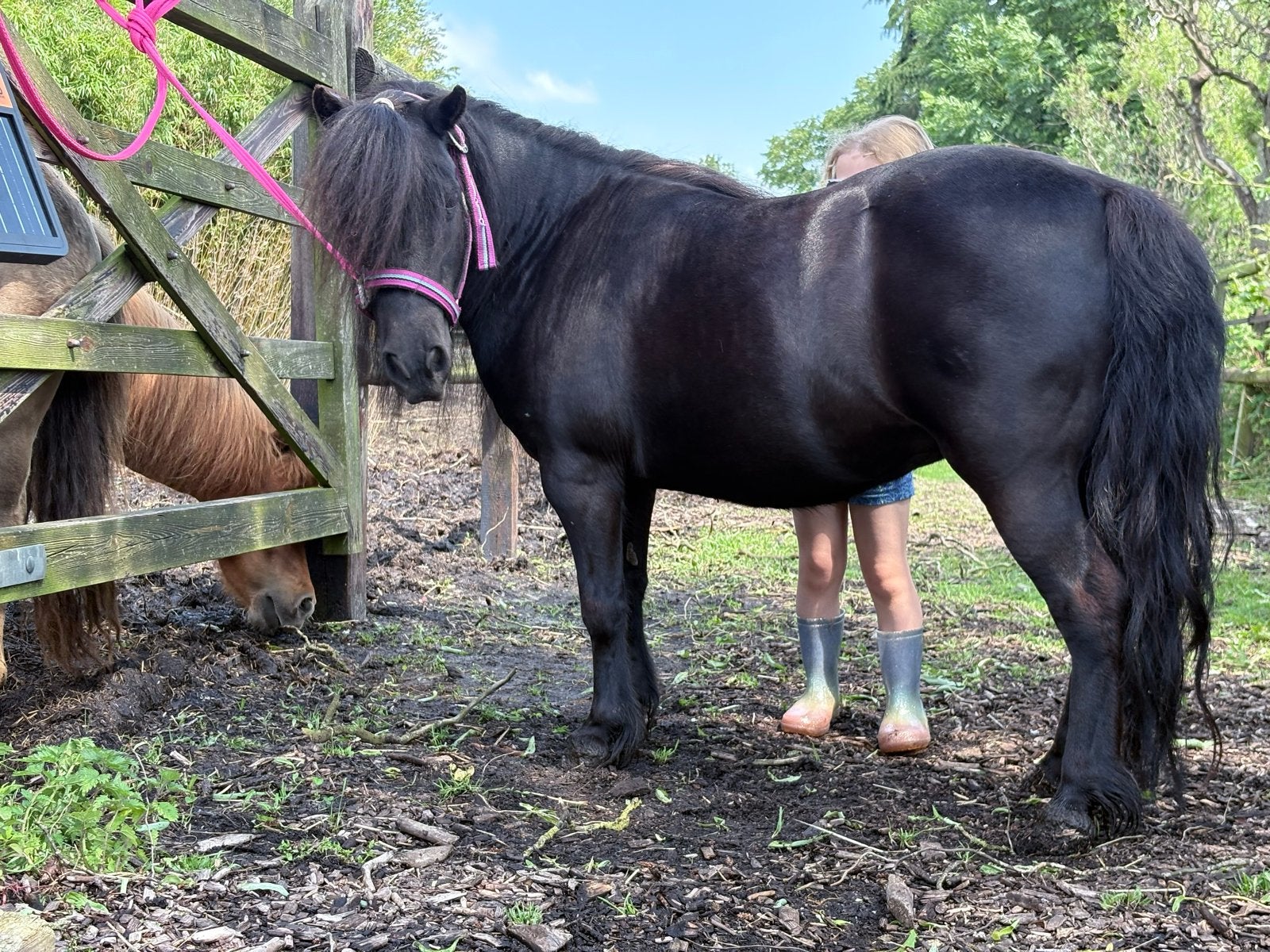Lieve shetland kinderpony, Dieren en Toebehoren, Pony's, Merrie, A pony (tot 1.17m)