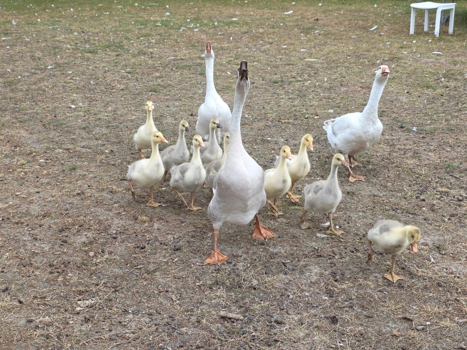 jonge ganzen, Dieren en Toebehoren, Pluimvee, Meerdere dieren, Gans of Zwaan