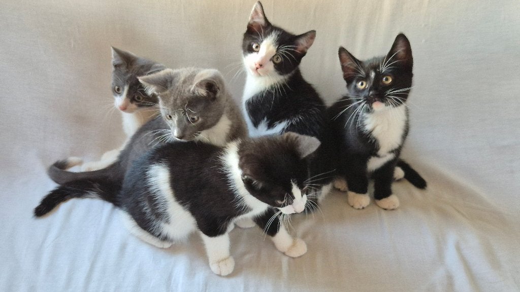 Lieve zwart-witte kittens, Dieren en Toebehoren, Katten en Kittens | Overige Katten, Meerdere dieren, Kortharig, 0 tot 2 jaar