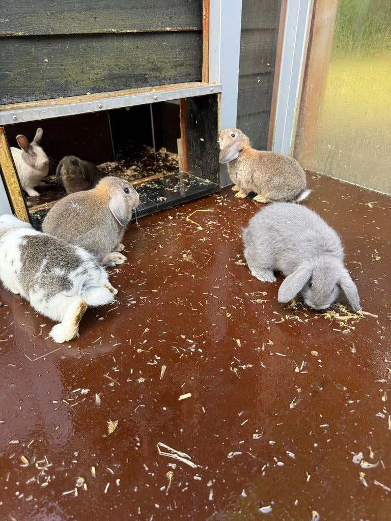 Hollander x NHD konijnen te koop, Meerdere dieren, Dwerg, 0 tot 2 jaar