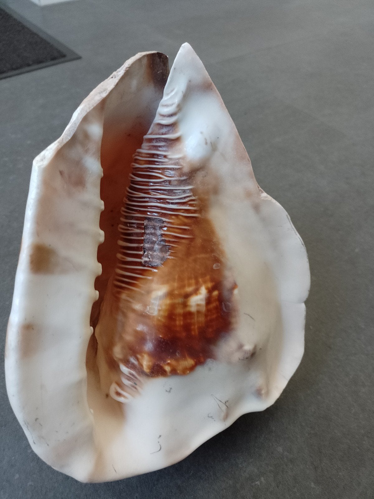Grote helmschelp 22 cm schep, Ophalen of Verzenden, Schelp(en)
