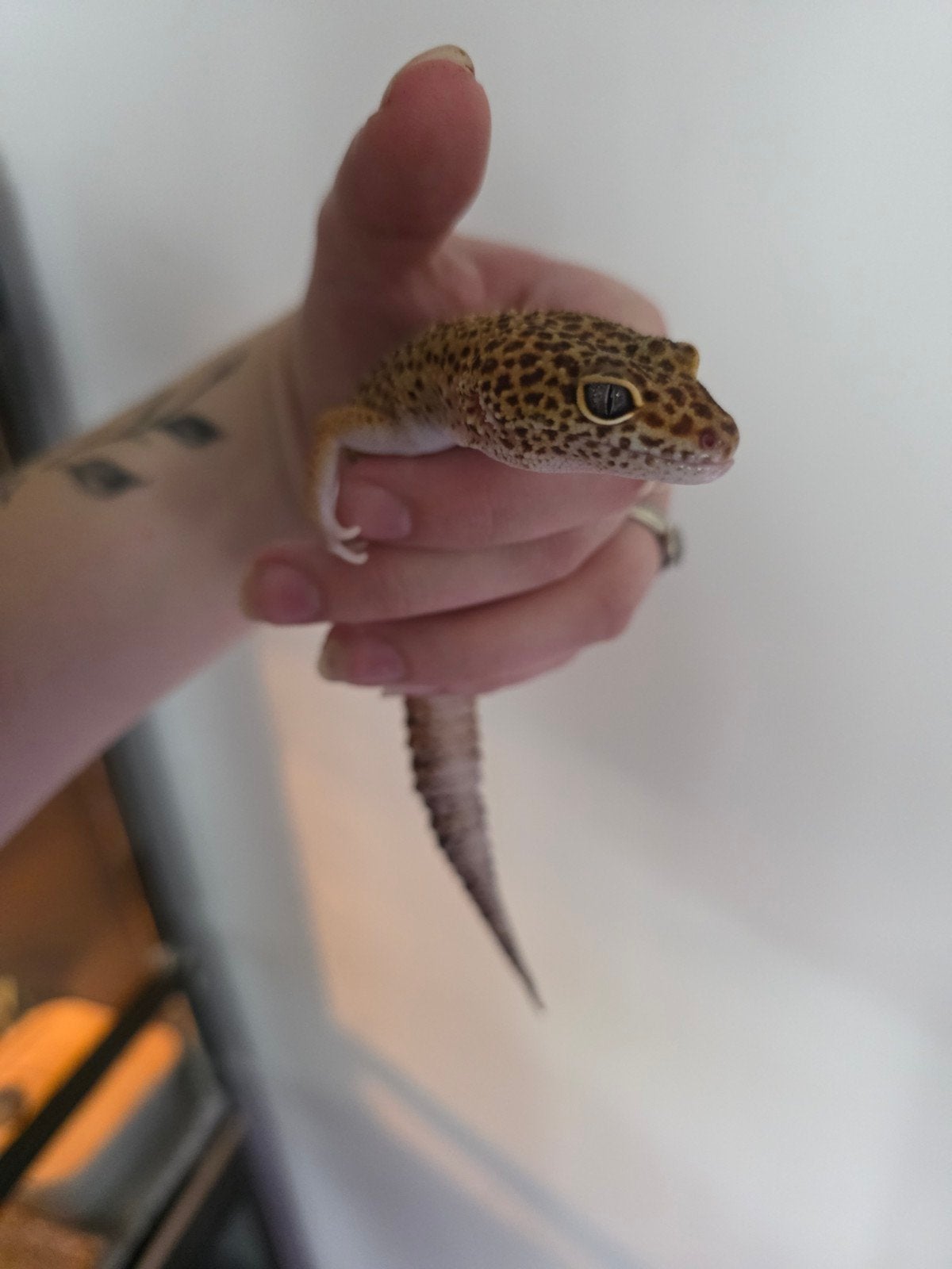 luipaardgekko vrouw tangerine, Dieren en Toebehoren, Reptielen en Amfibieën, Hagedis, Tam, 3 tot 6 jaar