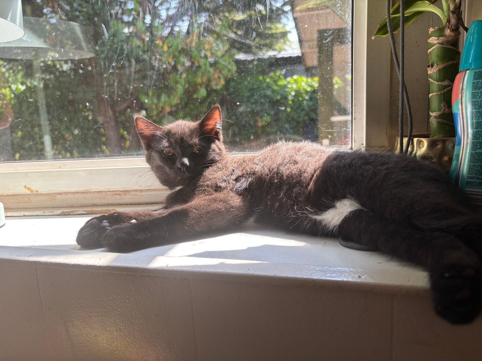 Ragdoll mix kitten zoekt huisje, Kater, 0 tot 2 jaar